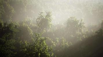 niebla matutina en una densa selva tropical video