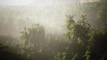 le brouillard enveloppe la forêt de montagne