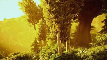 rayos de sol de dibujos animados que se transmiten a través de los árboles video