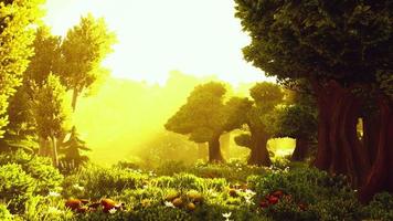 bewaldete waldbäume der karikatur, die von goldenem sonnenlicht hinterleuchtet werden video