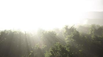 brouillard matinal dans la forêt tropicale dense video