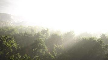 le brouillard enveloppe la forêt de montagne video