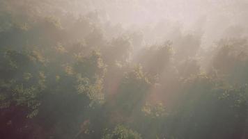 Nebel hüllt den Bergwald ein video