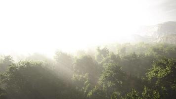 morgondimma i tät tropisk regnskog