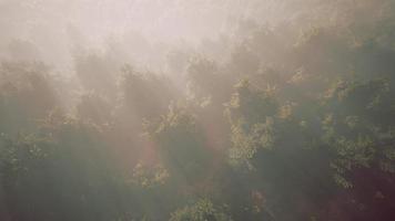 Luftbilddrohnenaufnahme des tropischen Regenwaldes in den Bergen video