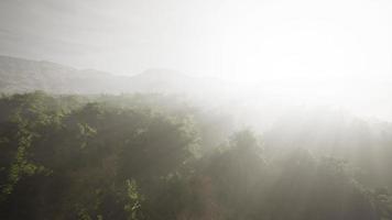 Aerial view drone shot of mountain tropical rainforest video