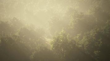 nevoeiro em uma floresta em vista aérea video