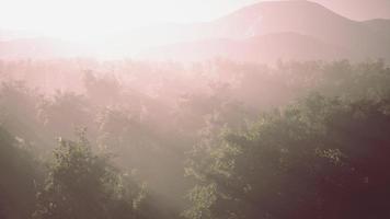 la niebla envuelve el bosque de montaña video