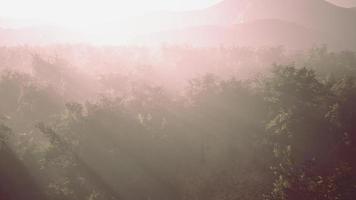 nebbia in una foresta a vista aerea video