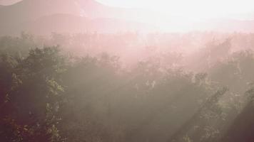 névoa da manhã na densa floresta tropical video