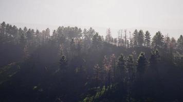 bellissimi pini sullo sfondo alte montagne dei Carpazi video