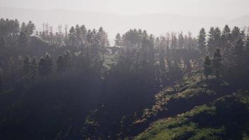 Wald aus grünen Kiefern am Berghang video