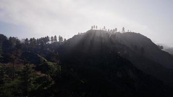 majestueuse forêt de montagne verte sur fond de brouillard video