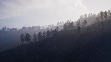 Beautiful pine trees on background high mountains of Carpathians video