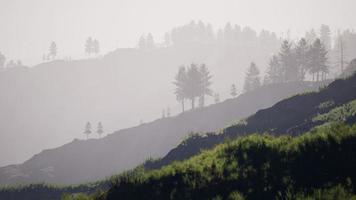 Forest of green pine trees on mountainside video