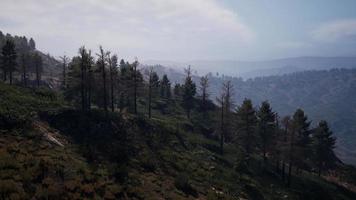 montañas tatras cubiertas por bosques de pinos verdes video