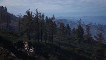 montagnes tatras couvertes de forêts de pins verts video