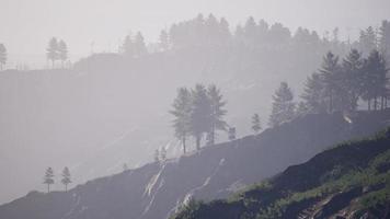 Forest of green pine trees on mountainside video