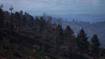 Majestic green mountain forest on fog background video