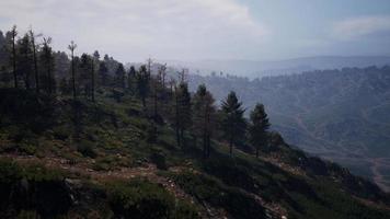 majestätischer grüner Bergwald auf Nebelhintergrund