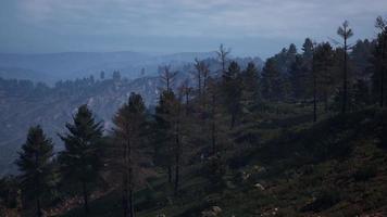 Beautiful pine trees on background high mountains of Carpathians video