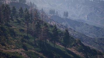 montagnes tatras couvertes de forêts de pins verts video