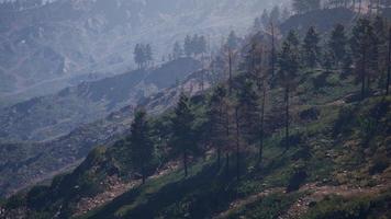 bosque de pinos verdes en la ladera de la montaña