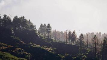 majestätischer grüner Bergwald auf Nebelhintergrund video