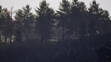 Forest of green pine trees on mountainside video