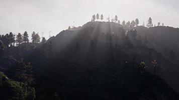 majestueuse forêt de montagne verte sur fond de brouillard