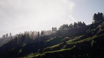belos pinheiros no fundo altas montanhas dos Cárpatos video