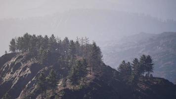 majestueuse forêt de montagne verte sur fond de brouillard