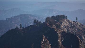 Beautiful pine trees on background high mountains of Carpathians video