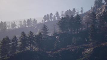 bellissimi pini sullo sfondo alte montagne dei Carpazi video