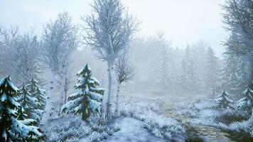 tempesta invernale in una foresta in inverno video