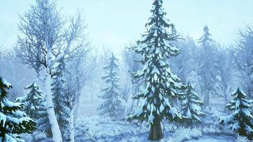 tempestade de inverno em uma floresta no inverno video
