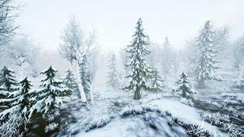 Wintersturm in einem Wald im Winter video