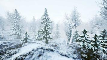tempête hivernale dans une forêt en hiver