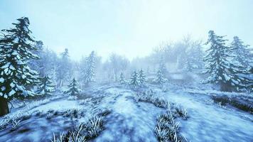 tempête hivernale dans une forêt en hiver video