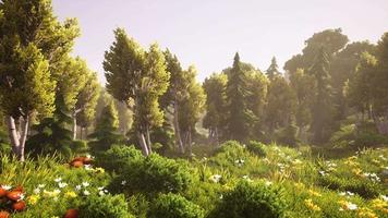 desenho animado floresta verde florida no pôr do sol video