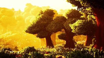 alberi forestali boscosi dei cartoni animati retroilluminati dalla luce solare dorata video
