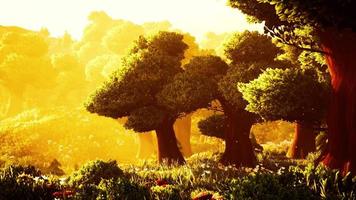 cartoon Wooded forest trees backlit by golden sunlight video