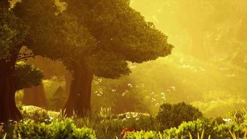 raggi di sole dei cartoni animati in streaming attraverso gli alberi video
