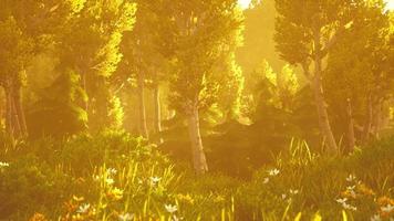 cartoon Wooded forest trees backlit by golden sunlight video