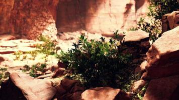 utsikten inuti fairy grotta med växter video