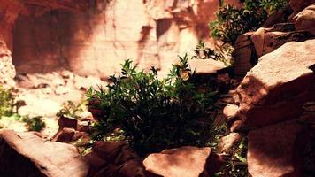 vista desde el interior de una cueva oscura con plantas verdes y luz en la salida video