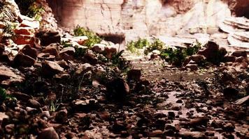 The view inside Fairy Cave with plants