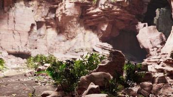 la vista dentro de la cueva de hadas con plantas video