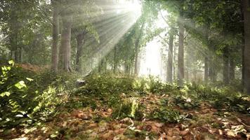 zomermist in het bos video