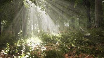 forest trees nature green wood sunlight view video